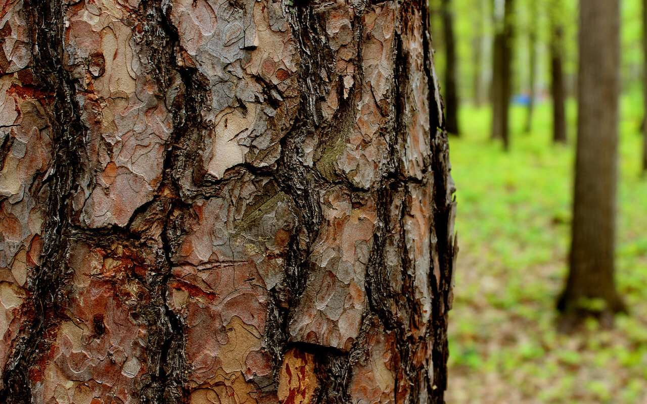целебные свойства осины осиновой древесины
