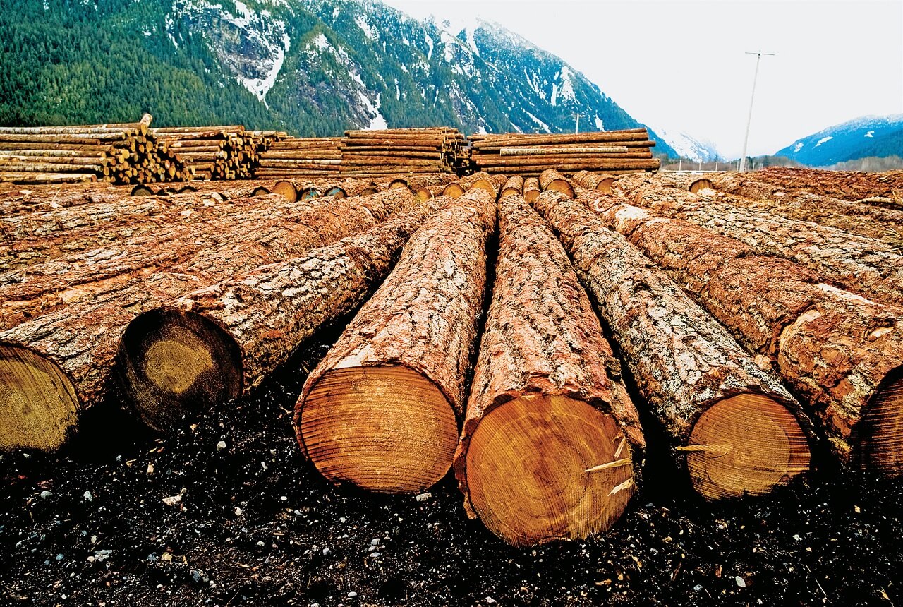 Свойства древесины